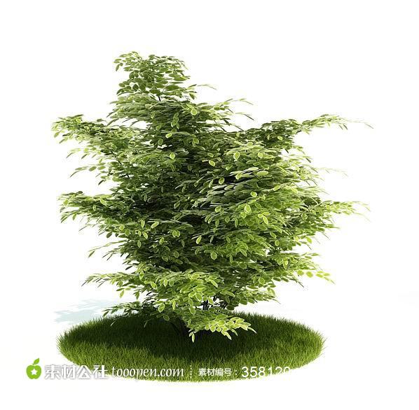 树木模型3d模型植物模型 第1页