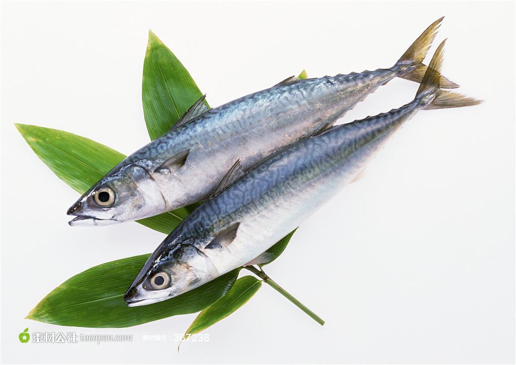 海鲜食物特写 托魚 第1页