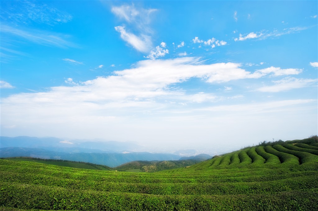 蓝天白云下的茶园 第1页