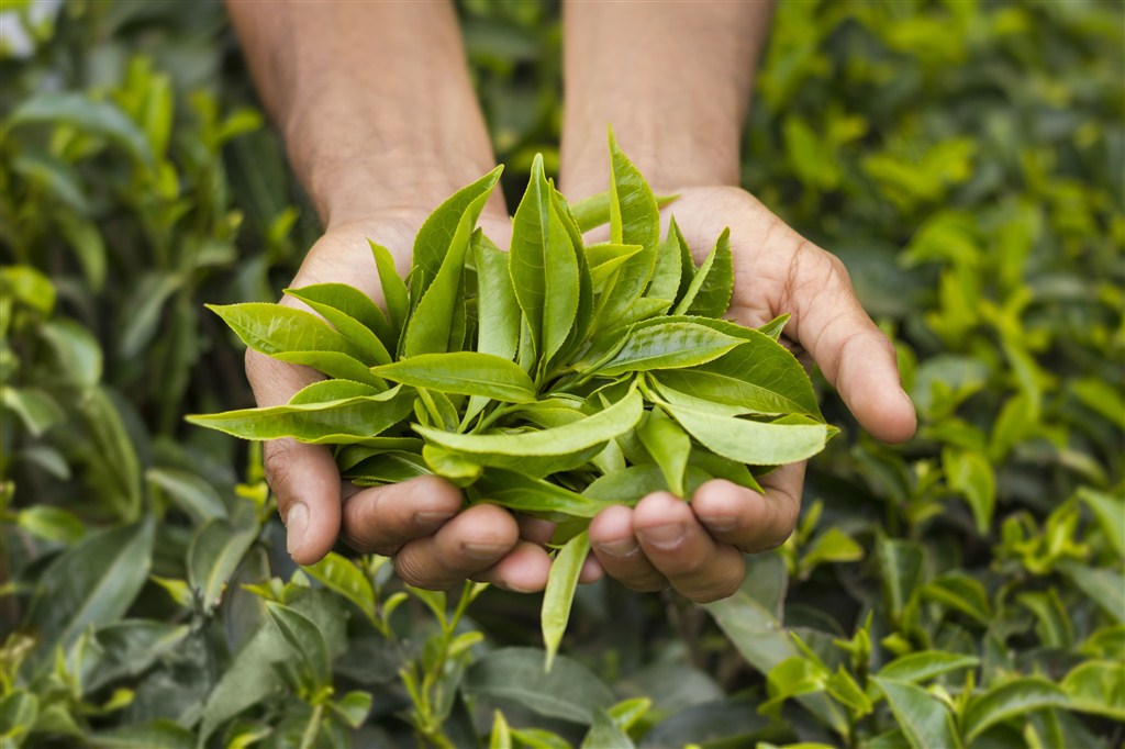 手捧着一把茶叶 第1页