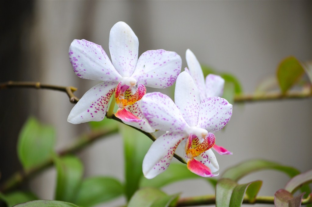 蝴蝶兰高清特写鲜花图片 第1页