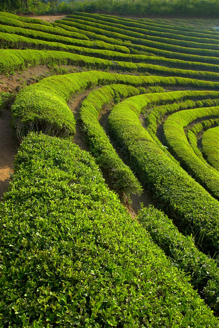 茶园风景图片素材 第1页