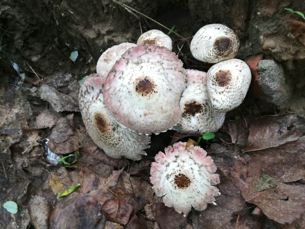 雨后 蘑菇.jpeg 第1页