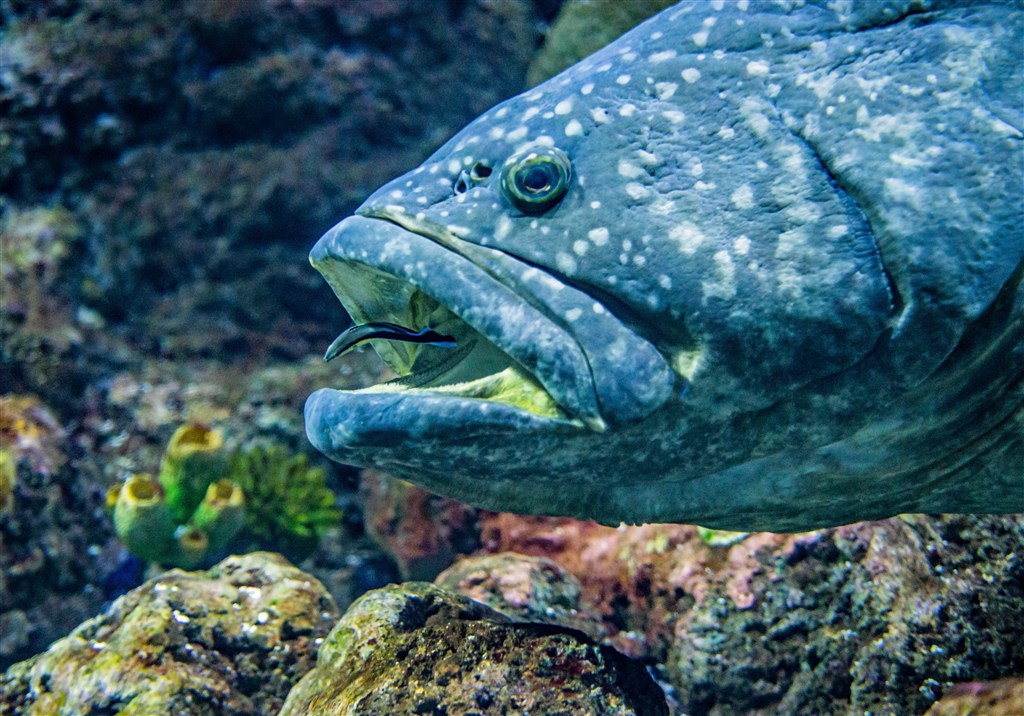 高大海鲸海洋生物高清图片 第1页