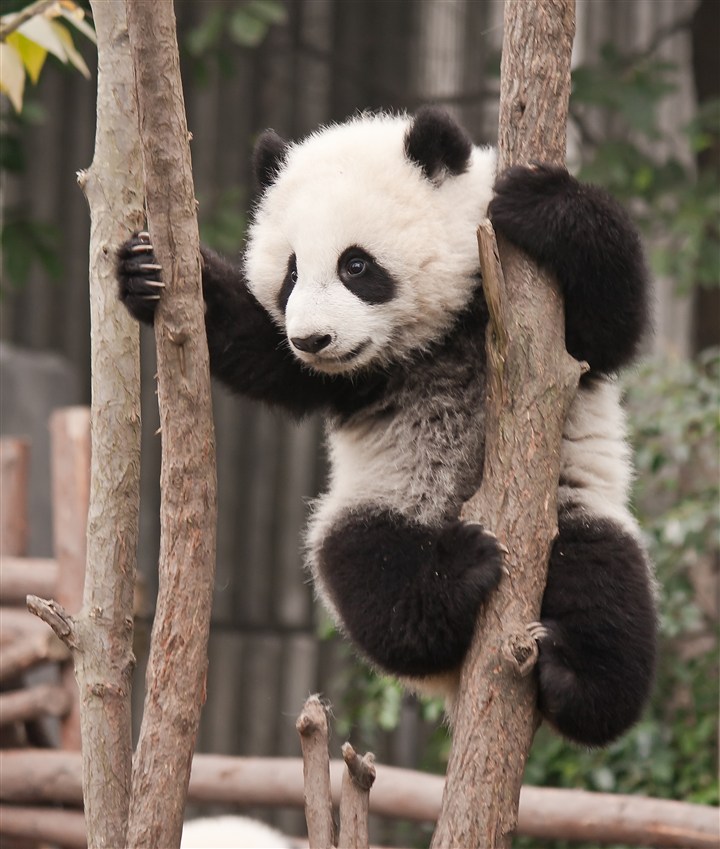 调皮捣蛋的大熊猫图片 第1页