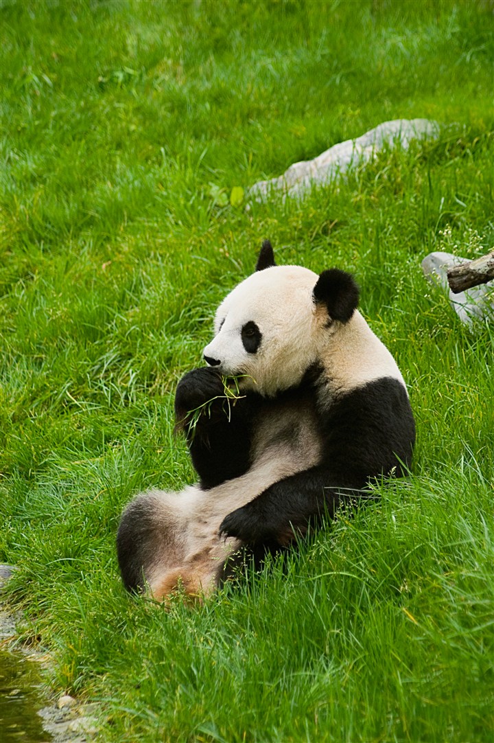 吃草的大熊猫图片 第1页