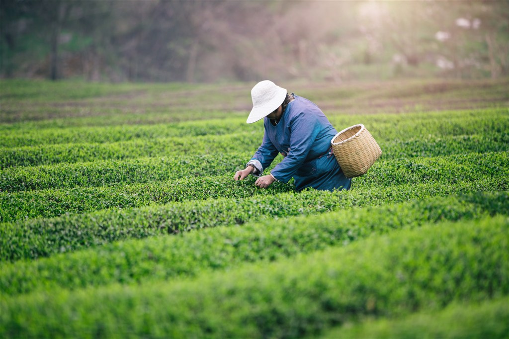 清明节春天绿色茶山采茶背景图片 第1页