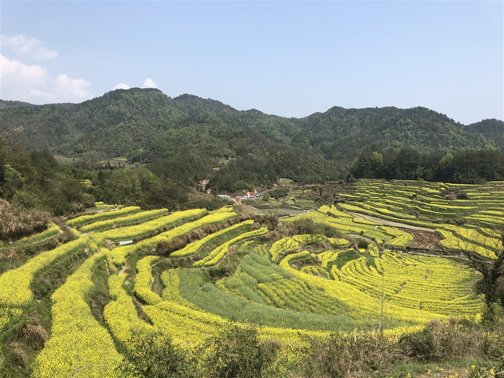 蓝天下山间油菜花地摄影图片 第1页