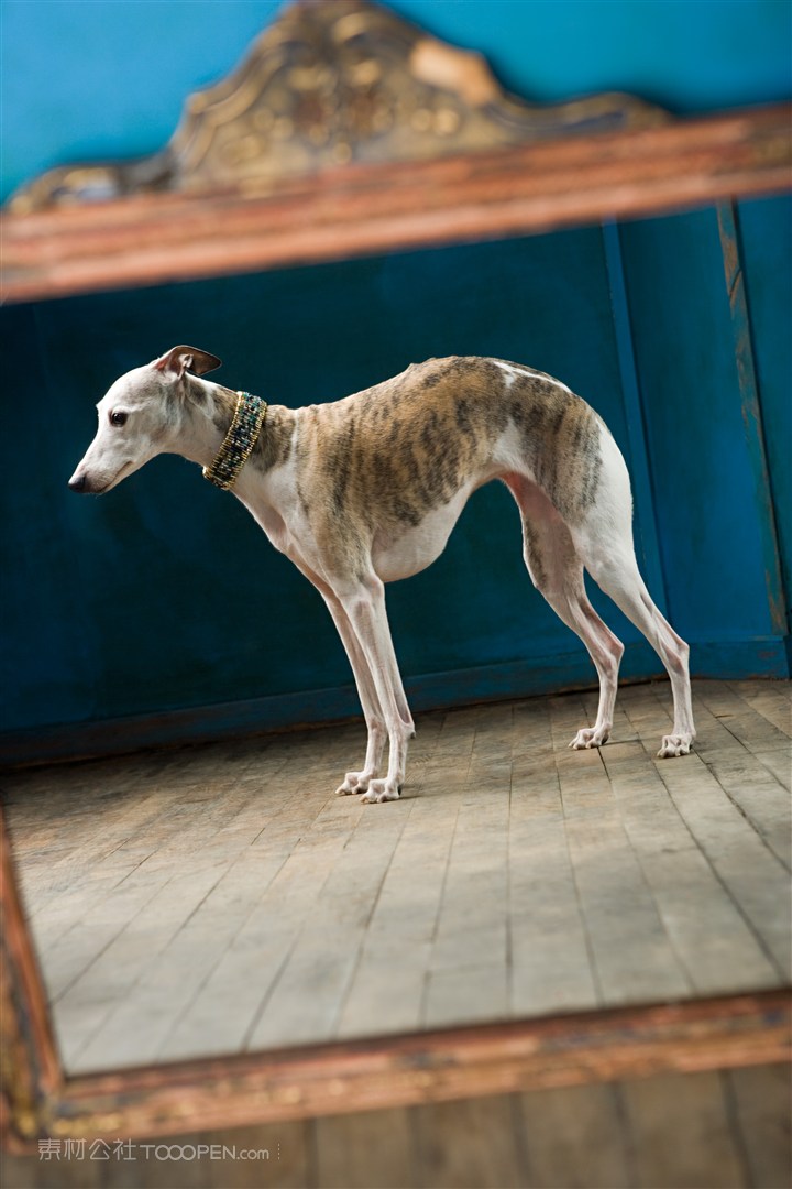 高清惠比特犬狗狗图片 第1页