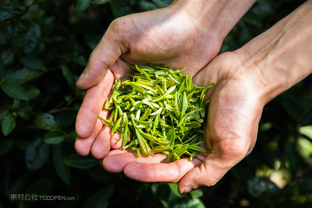 茶农手捧一把茶叶 第1页